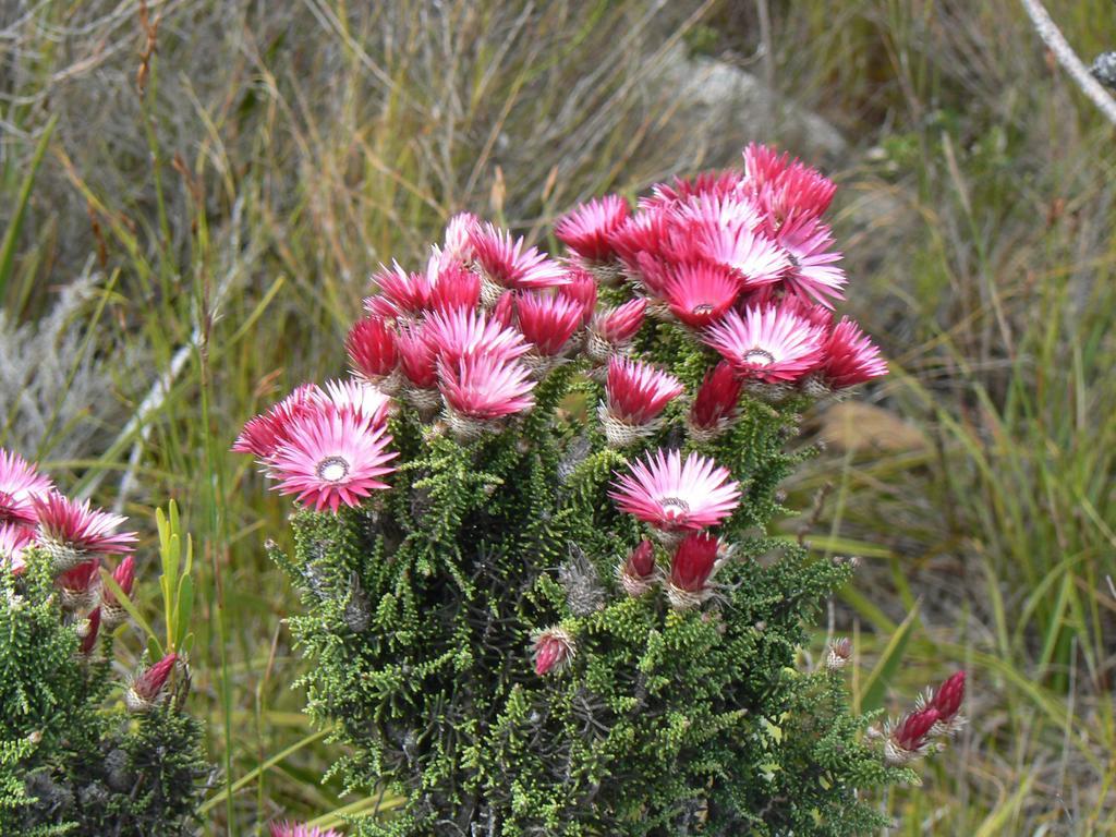 Van Den Berg's Guesthouse&B&B Bettyʼs Bay Exterior foto