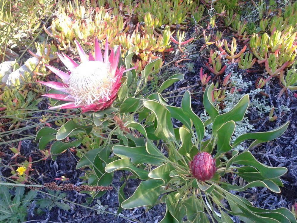 Van Den Berg's Guesthouse&B&B Bettyʼs Bay Exterior foto